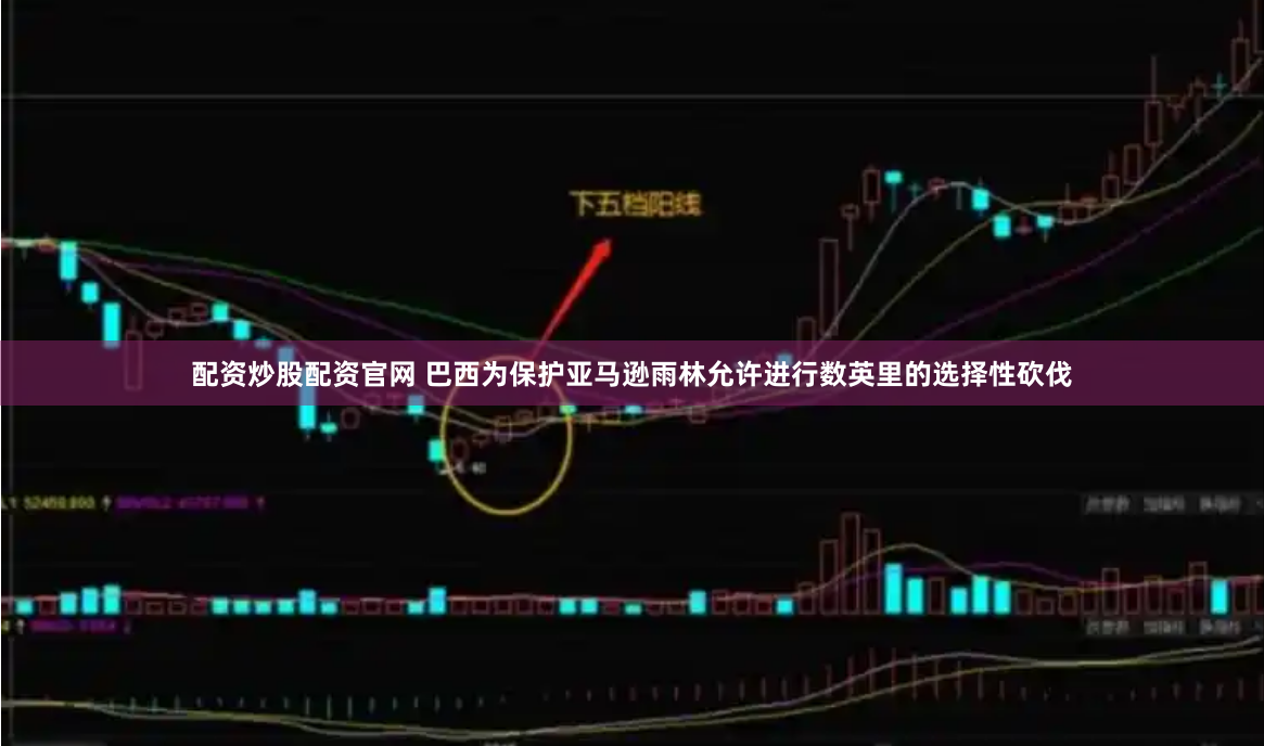 配资炒股配资官网 巴西为保护亚马逊雨林允许进行数英里的选择性砍伐
